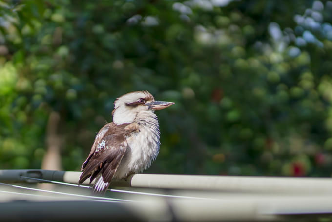 The Laughing Kookaburra