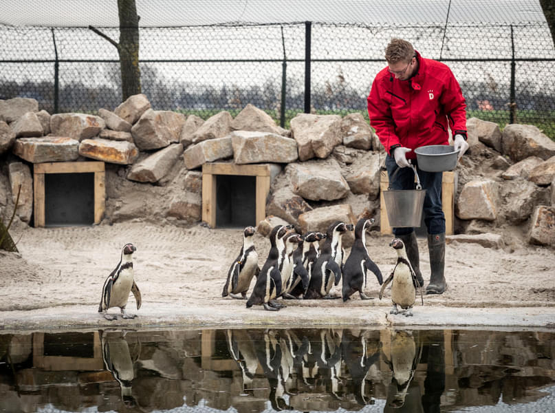 Admire the cute Penguins during their feeding session