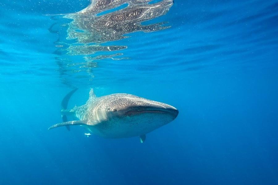 Whale Sharks Isla Mujeres.jpg