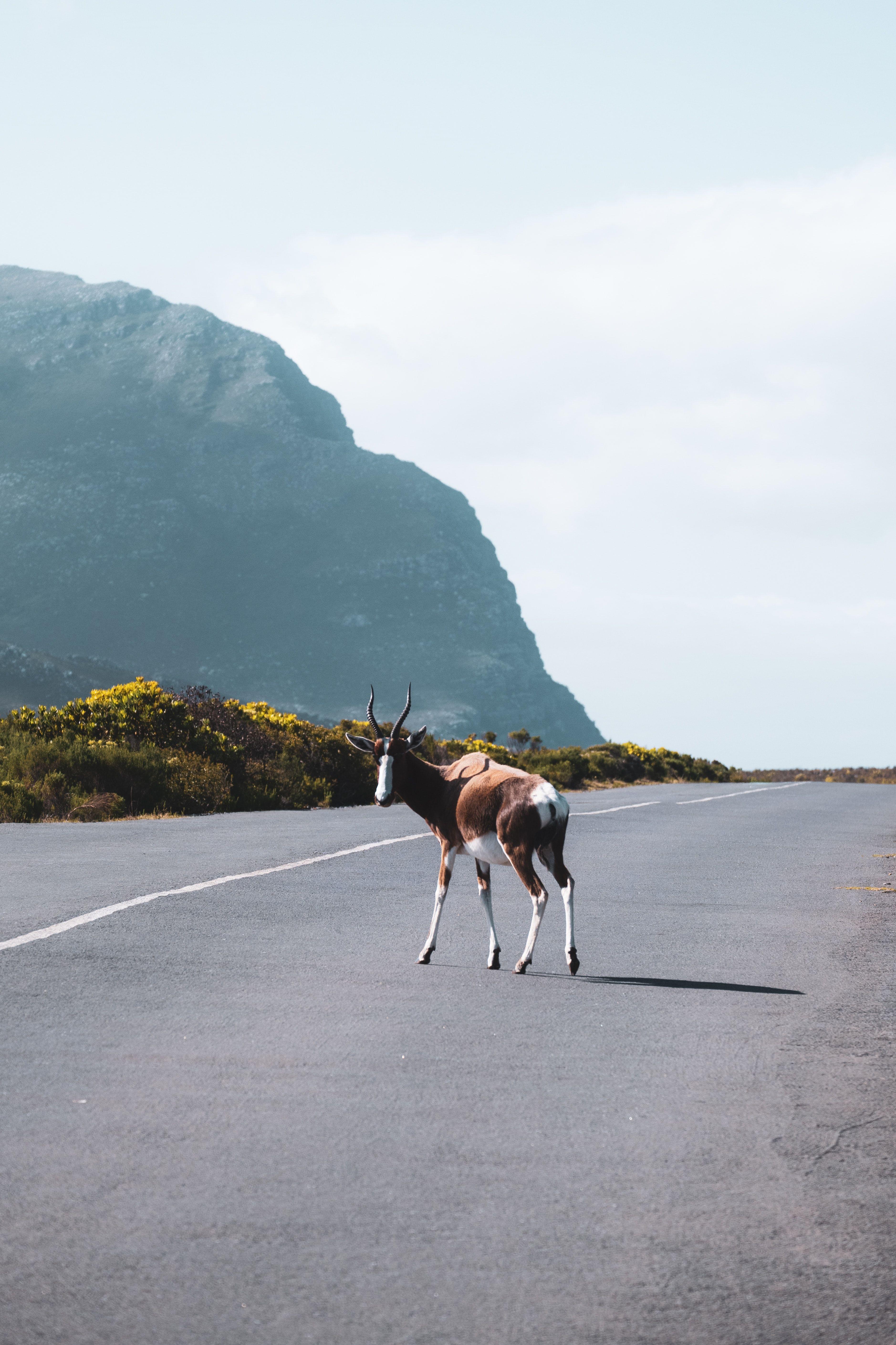 bontebok-national-park