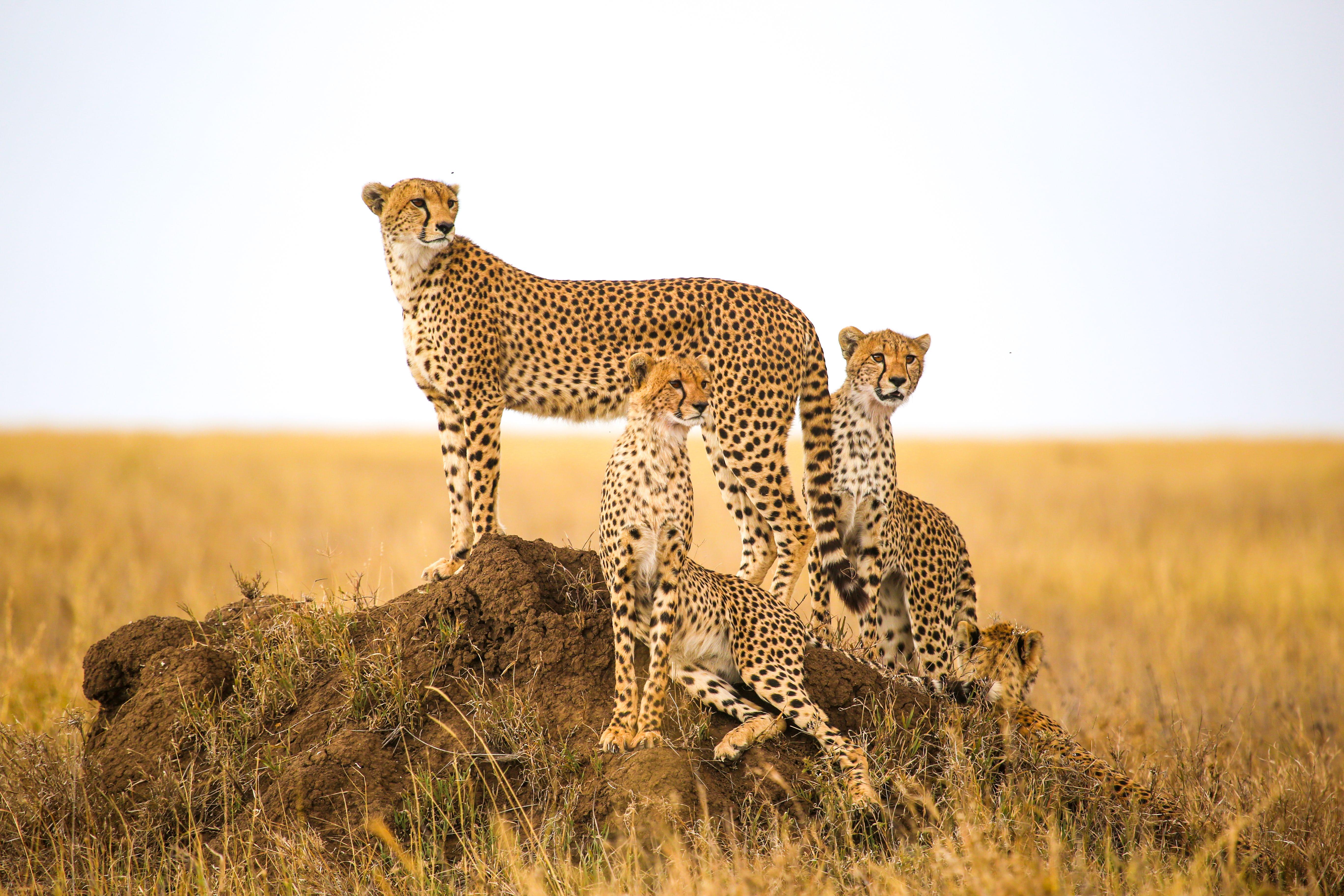 Serengeti National Park,  Tanzania