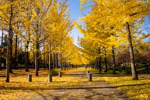  Nishat Bagh in Autumn
