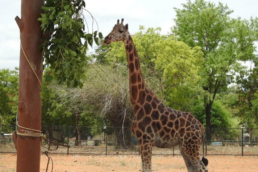 Vandalur Zoo Ticket Image