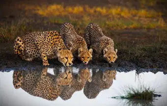 Kenya Highlights | Adventure in Heartland of Africa