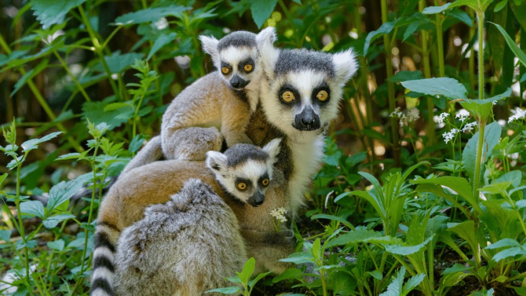 Lemur Feeding at Jungle Walk