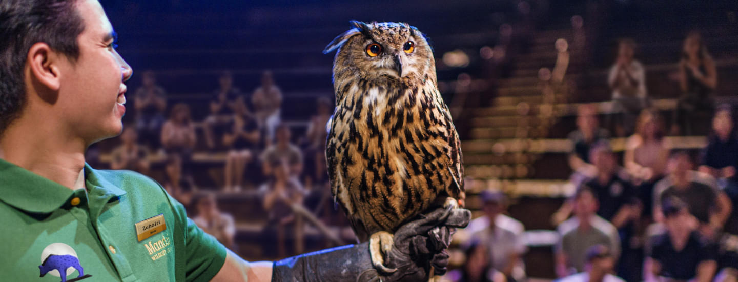 Feel the enchantment at the Night Safari's as the majestic owls takes center stage