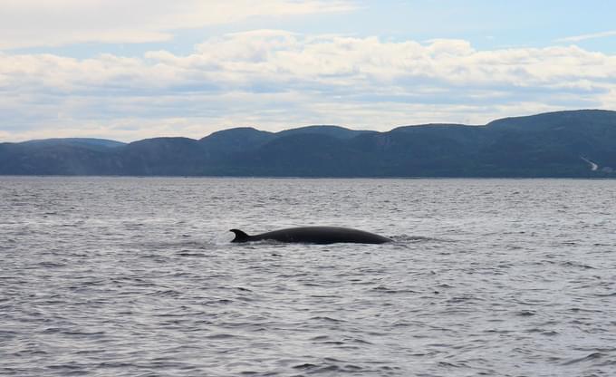 Quebec Whale Watching