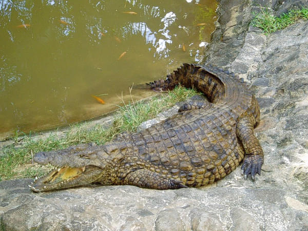 La Vanille Crocodile Park