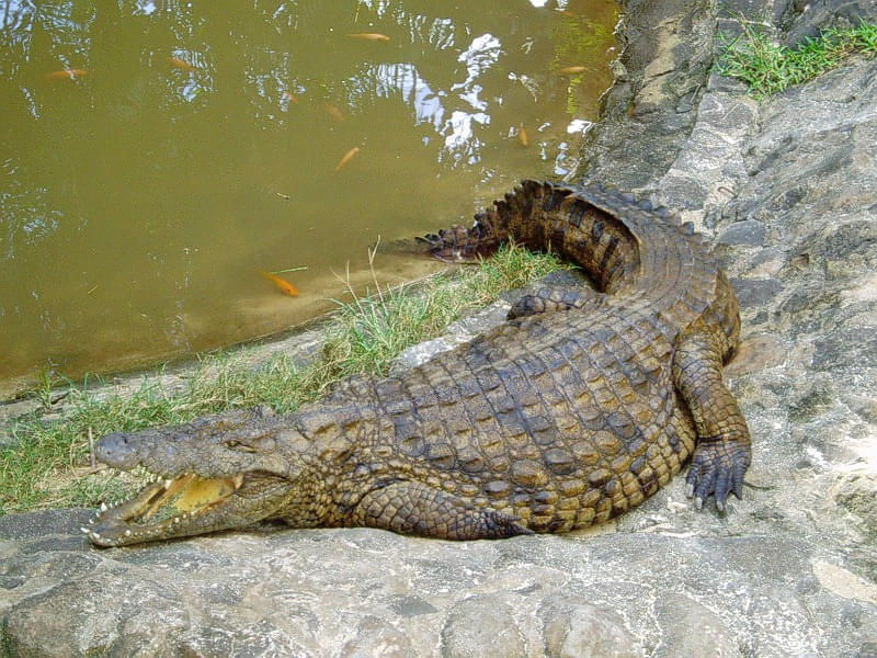 La Vanille Crocodile Park Overview