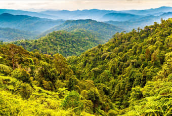 Visit the Royal Belum State Park