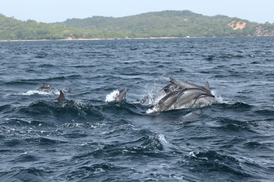 Dolphin and Whale Watching in Trincomalee Image