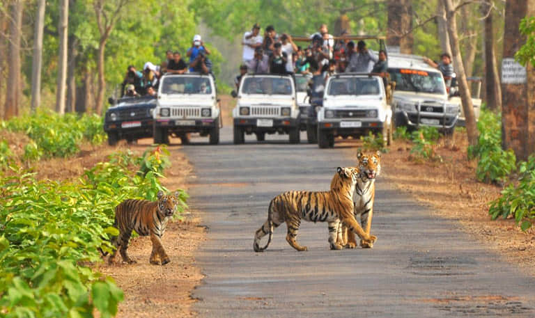 Mudumalai National Park, <em>Ooty</em>