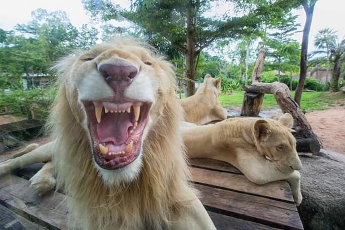 Lion in Barcelona Zoo