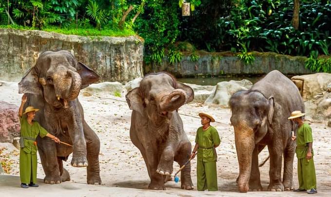 African Elephants in Singapore Zoo