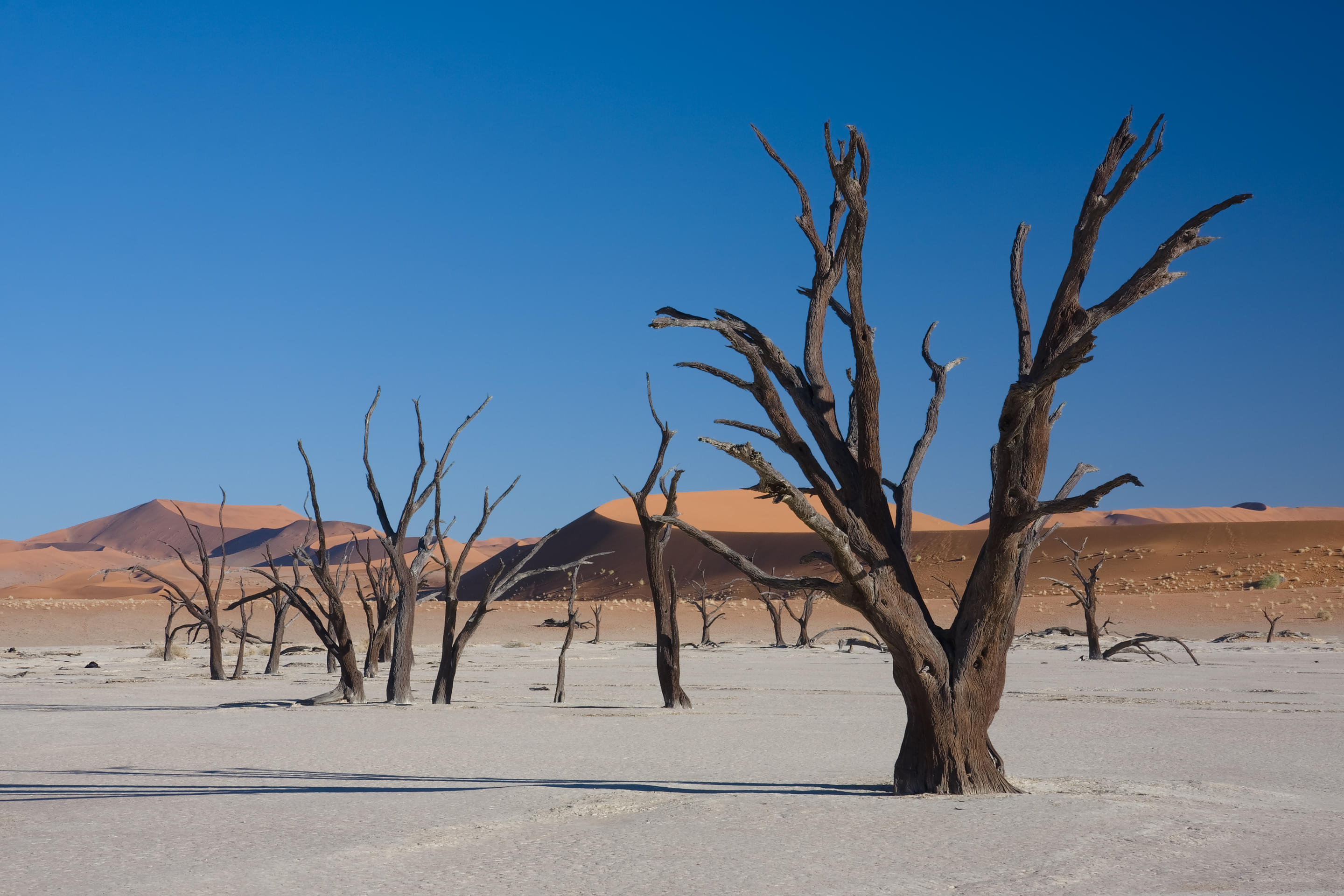 Deadvlei Overview