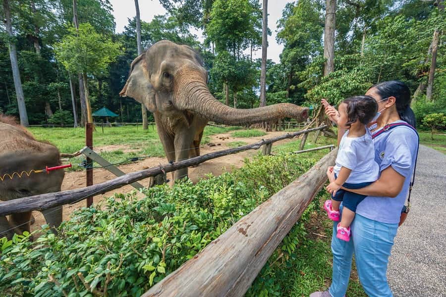 Learn about Elephant Conservation