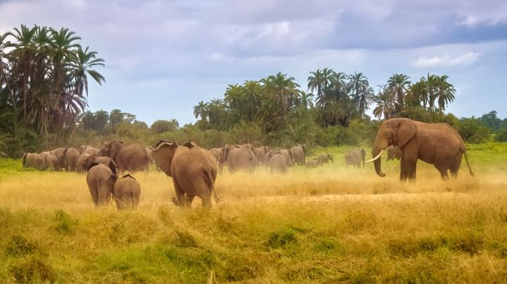 Amboseli National Park Safari
