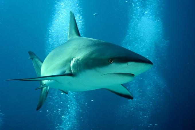 Grey Reef Shark