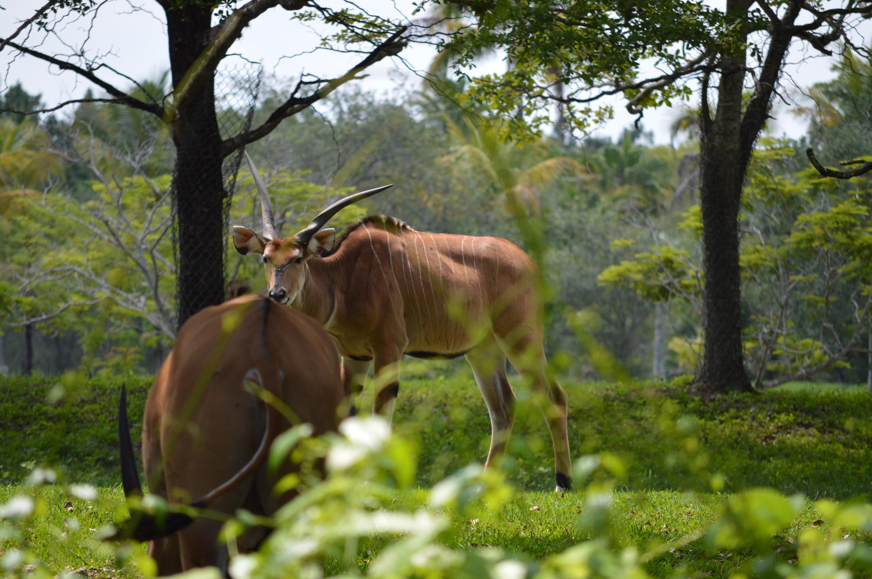 Itanagar Zoo Overview