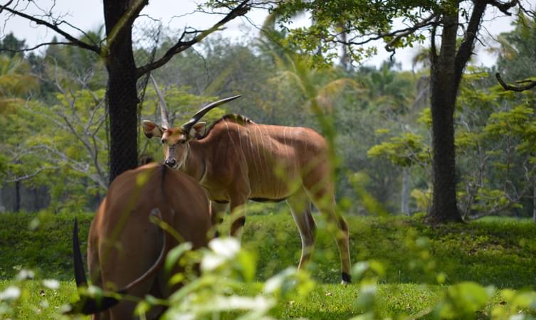 Itanagar Zoo