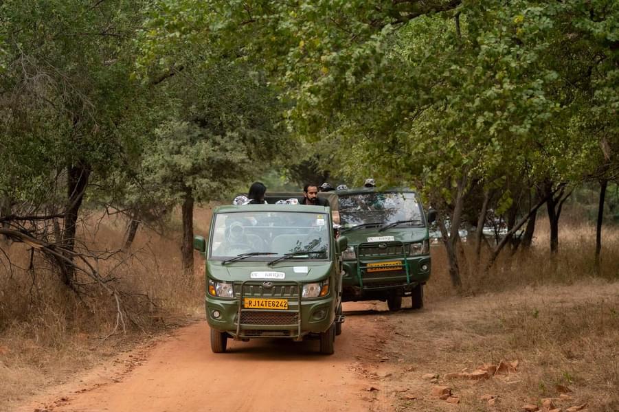 Jhalana Leopard Safari Image