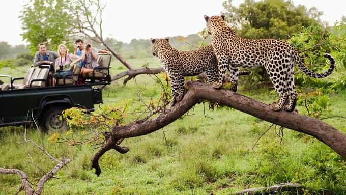 Game Drive South Africa Safari