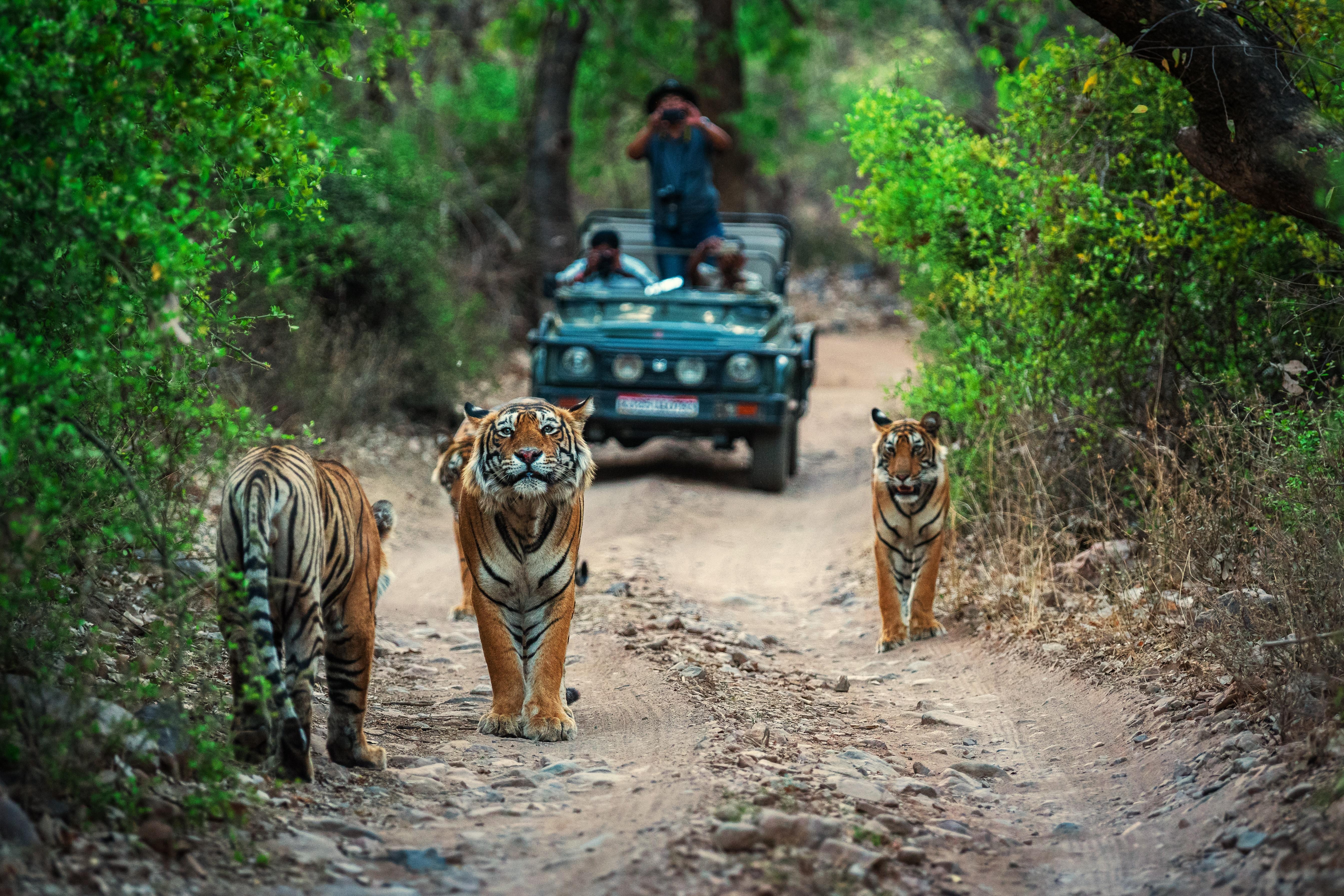 Tigers spotted during Jeep Safari