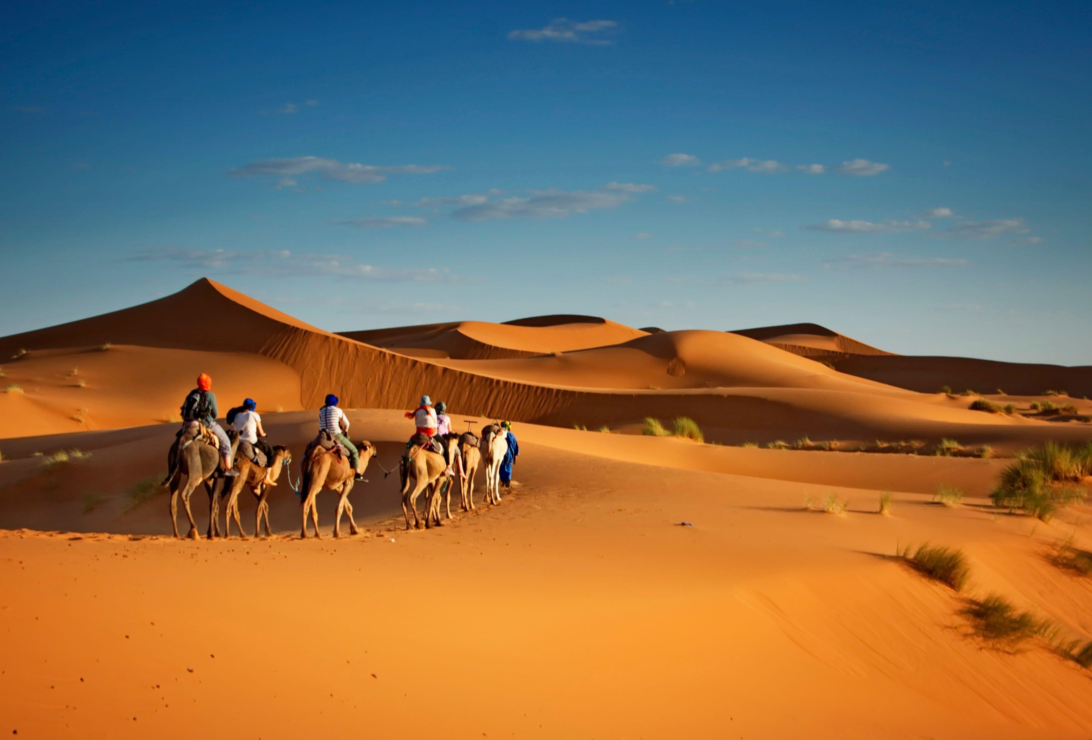 dubai camel rides