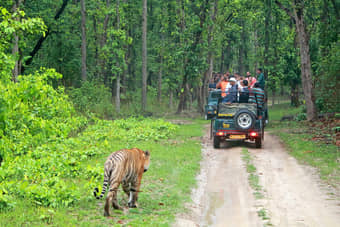 Explore the various flora and fauna in the Bandipur National Park Safari 