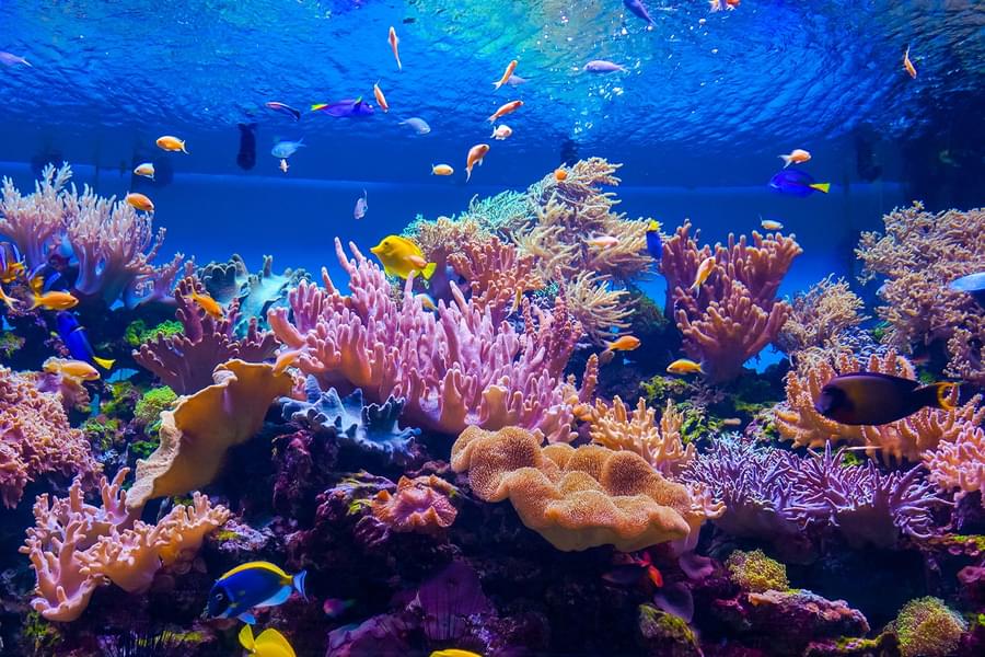 See the vibrant coral reefs and the plethora of marine creatures living in them