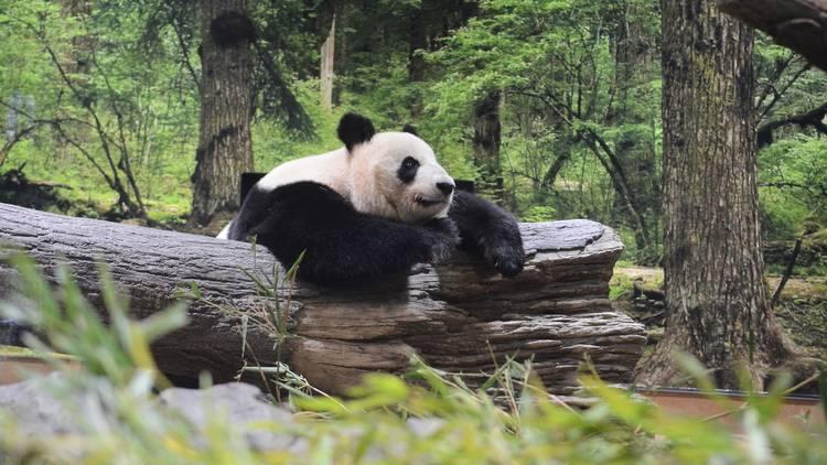 Check out the Giant Panda House