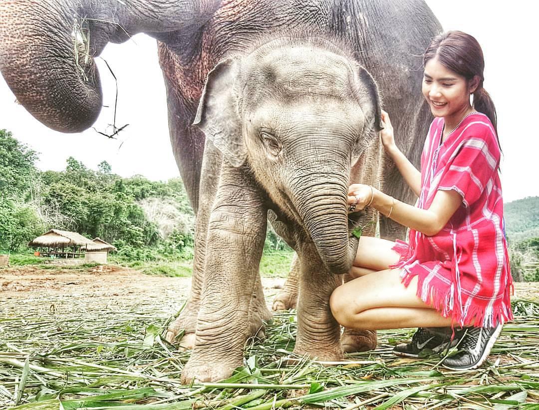 Feed and interact with Elephants