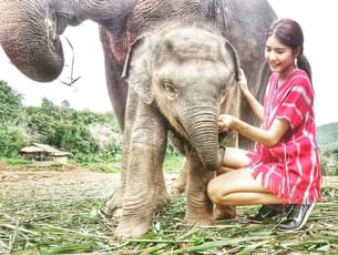 Feed and interact with Elephants