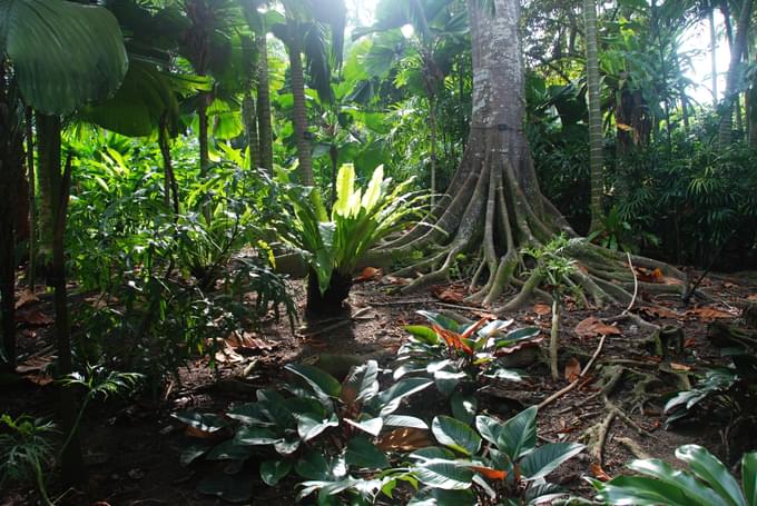 Singapore Botanical Gardens