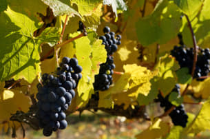 Ey3onxkth9ett5obq24dzx1c5z9e 1583133193 shutterstock 1514780816