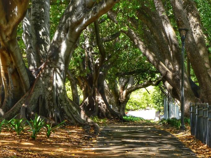 Giant fig tree.jpg