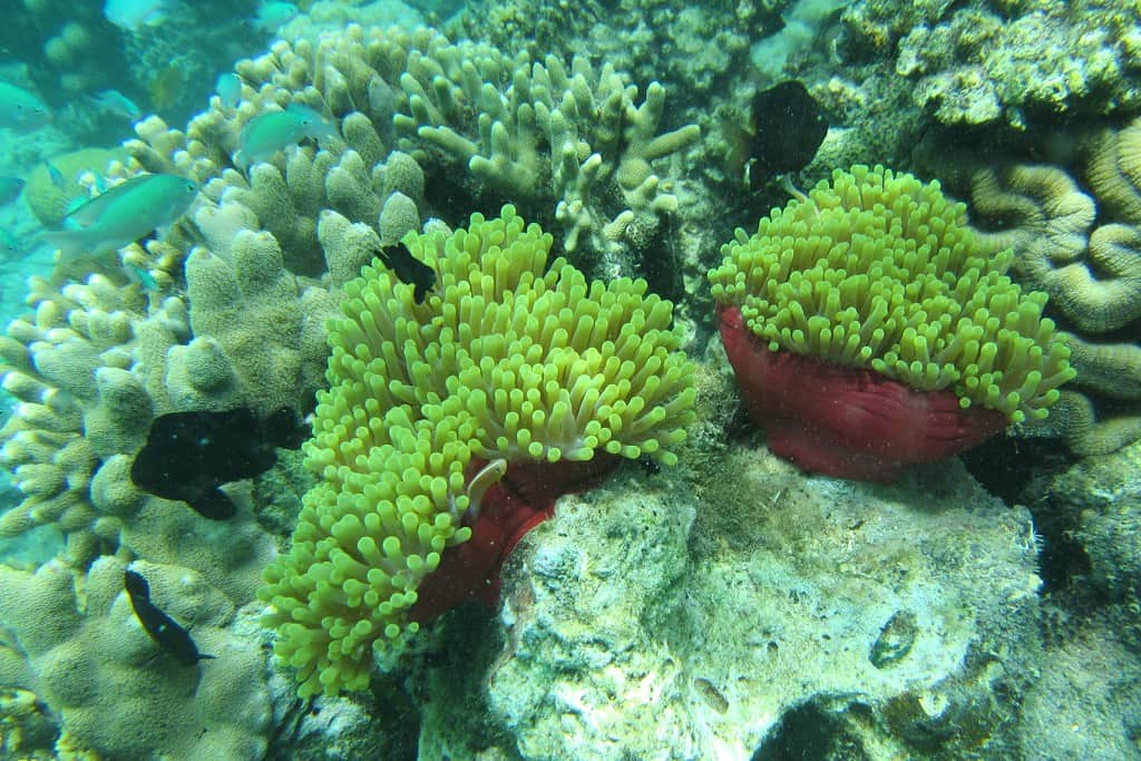 Green Island Bali, <em>Bali</em>