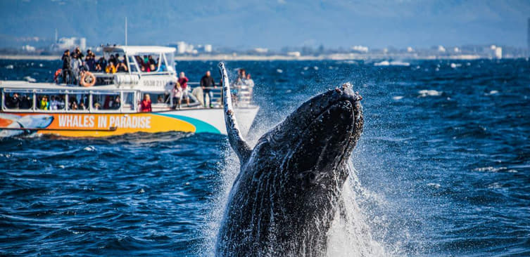 Whale Watching Cruise in Gold Coast