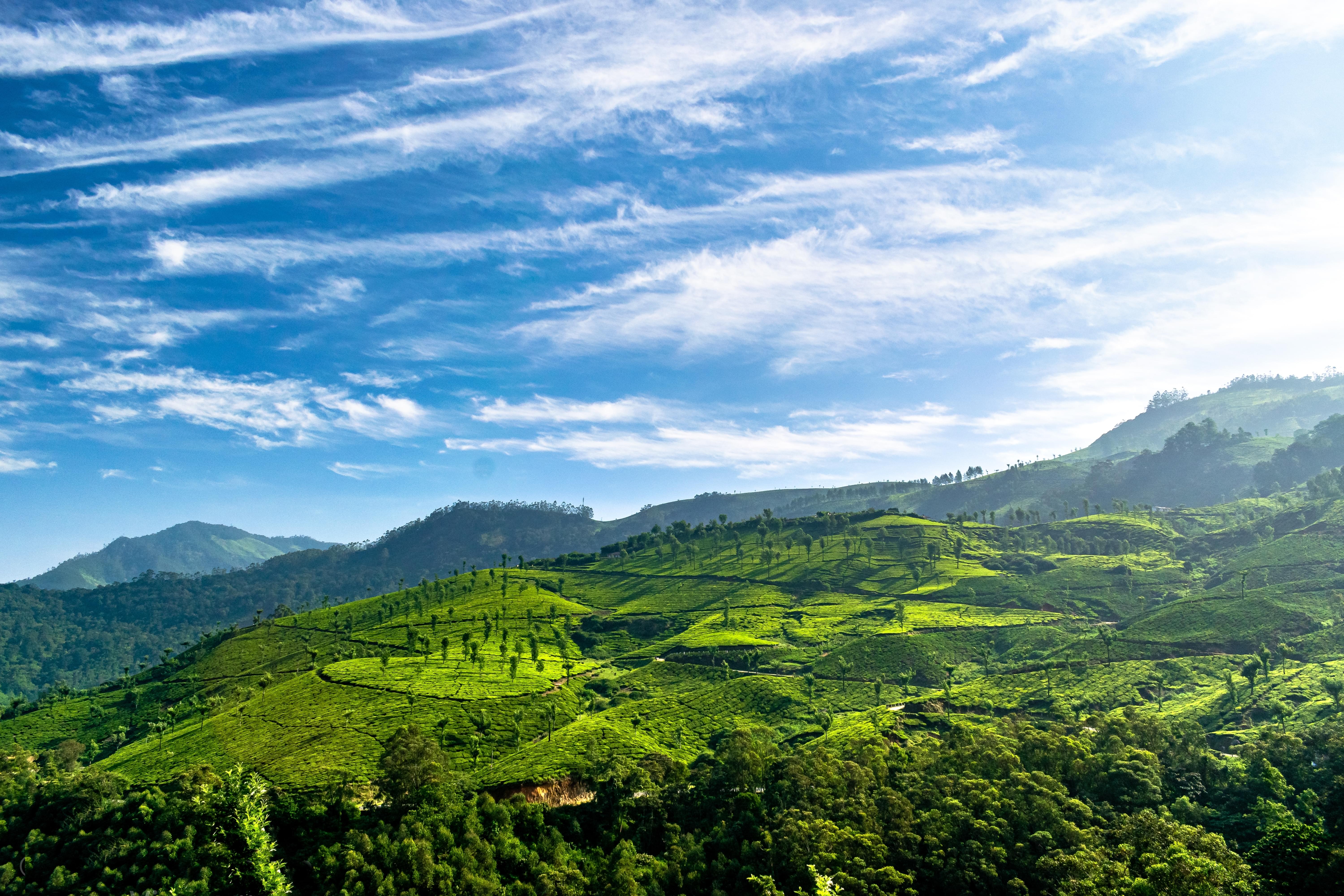 Tea plantations of Munnar