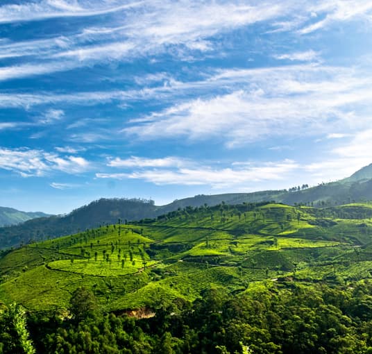Tea plantations of Munnar