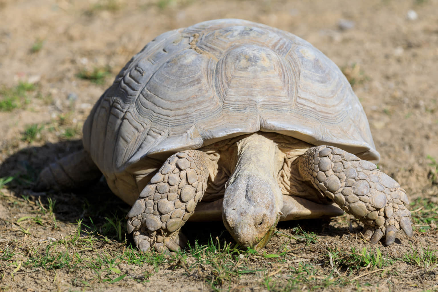 Visit open-air theatres for bird and reptile shows