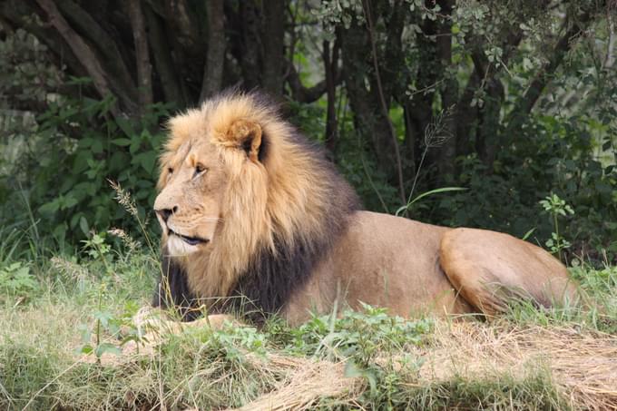 Lions in Taipei Zoo