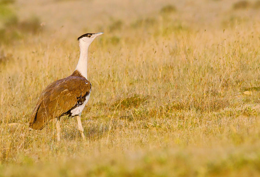 Kutch Great Indian Bustard Sanctuary Overview