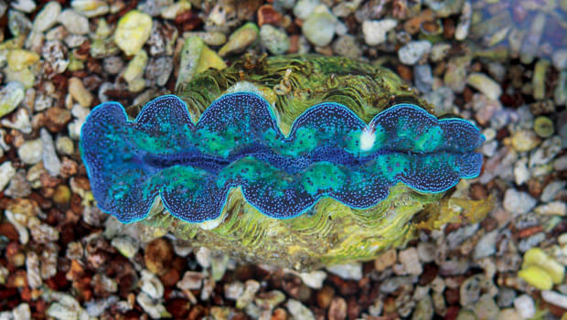 Giant Clams