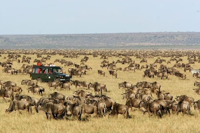 masai mara 3.jpg