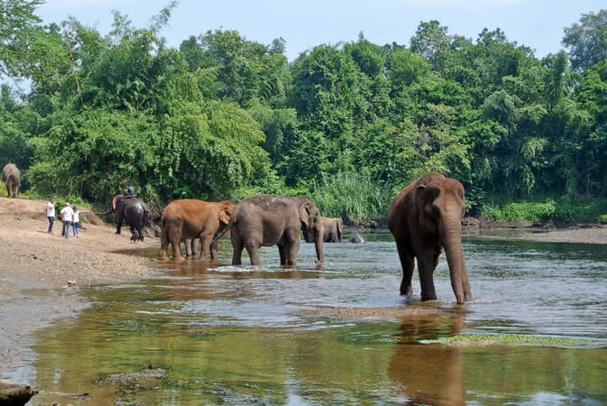 Elephant's World Kanchanaburi