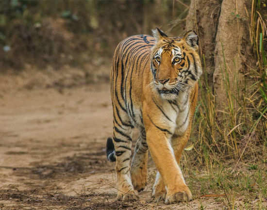Explore the Buxa Tiger Reserve