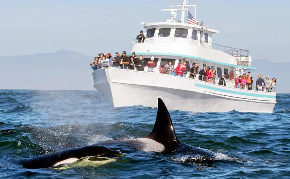 Whale Watching Spot