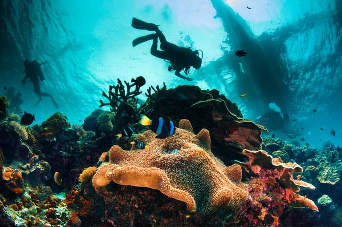 Dive in the Wraysbury Lake and explore the underwater world