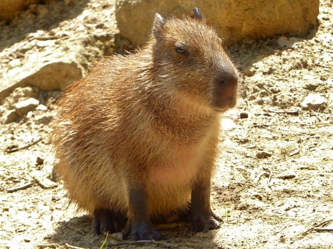 Capybara